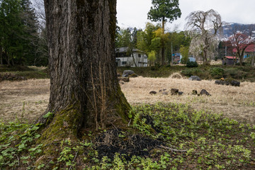 開花したしだれ桜