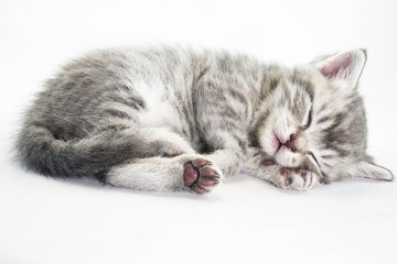 Naklejka premium kotek śpi słodko. Kotek śpi