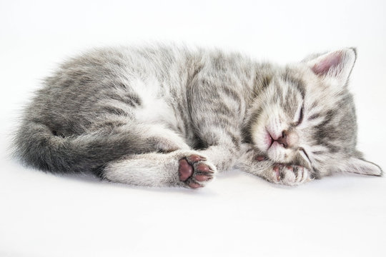 kitten is sleeping sweetly. The kitten lies asleep