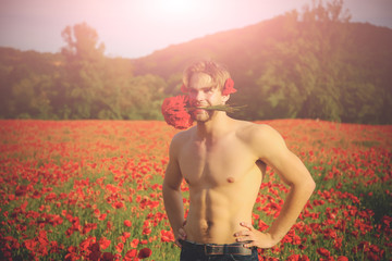 man with muscular body in field of red poppy seed