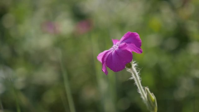 Slow motion of Rose Campion flower close-up 1920X1080 HD footage - Pink Lychnis coronaria plant bush slow-mo 1080p FullHD video 