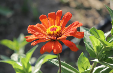 Zinnia flower