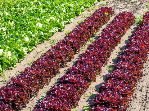 Lollo Rosso Salatfeld