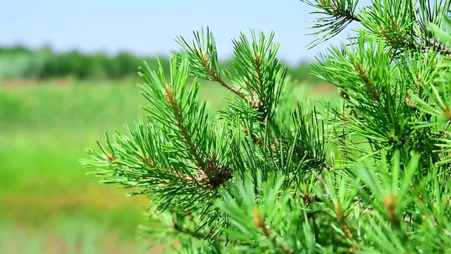 Green branch of a pine tree
