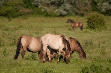 Fototapeta na wymiar Konik Horses in the Oostvaardersplassen