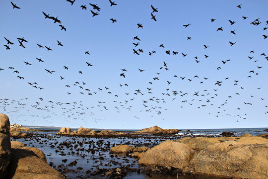 Birds flying above the ocean