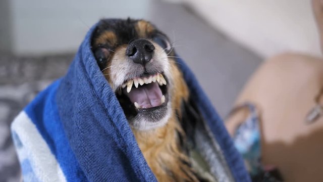 Grin of a small dog