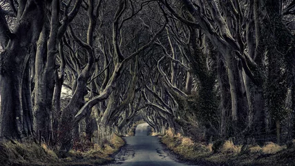 Poster Weg durch einen dunklen Wald. © VanderWolf Images