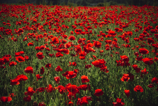 poppy seed or red flower in field © Volodymyr