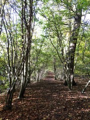 Fototapeta premium Leafy Destination
