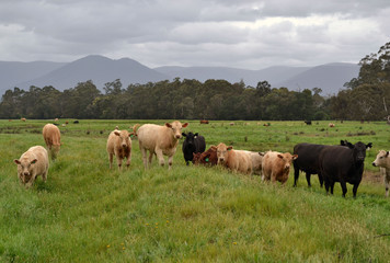 Cows in the Farm