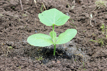 A sprout of young pumpkin seedlings planted in the open ground in summer