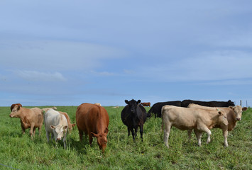 Cows