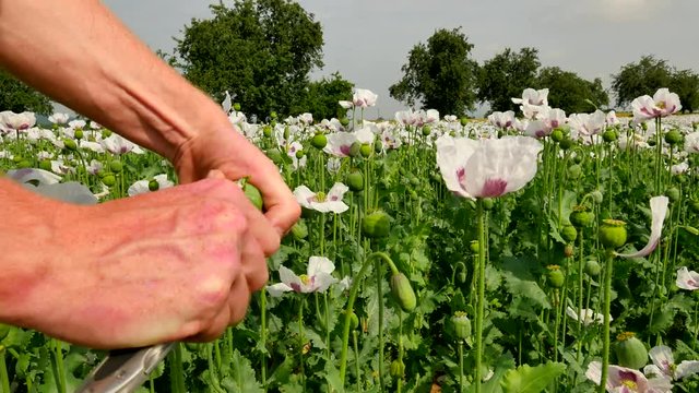 Point-of-view footage. Man hand cut poppy head in field with pocket knife. Check of poppy quality of green unripened Papaver somniferum. Farmer hands just in front of view 