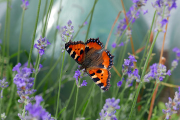 Butterfly in Lavender Plant