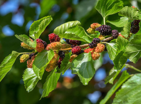 Reifende Maulbeeren. mulberries.,17043.jpg
