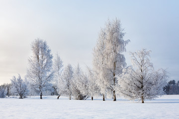Birch tress in winter