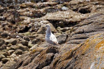 Obraz premium Goéland et rochers .