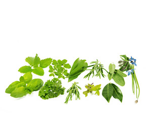 Herbs, Küchenkräuter, Gewürzkräuter, auf weiß, isoliert, freigestellt, Textraum, copy space