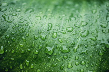 Macro water drops on a leaf during rainy day