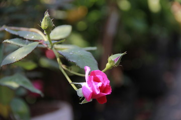 Noodle is a native dish made from pork, spice mixture. The time to eat must be roasted by fire.