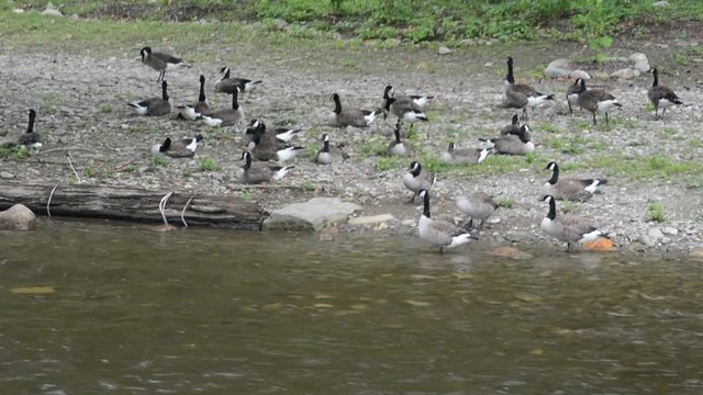 Canadian Geese day at the River