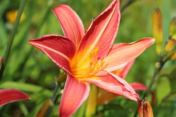 Obraz premium Fleur de lys rouge