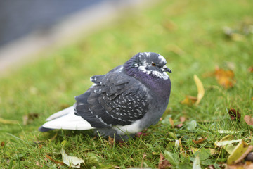 Pigeon sitting on a grass in cloudy and cold day in a park.