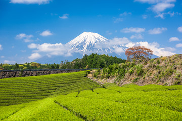 Tea Plantation and Mt. Fuji