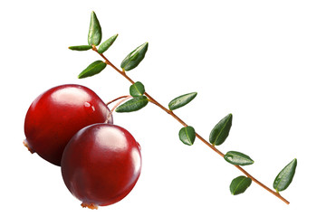 Cranberry branch, paths