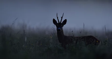 Fototapete Ree Rehwild in der Nacht. Rehbock bei Nacht. Tier im Nebel.
