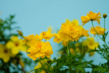 Close up and blur yellow flower for background and write texture. Flower decoration on the blue house wall. Copy space. (Sulfur Cosmos or Yellow Cosmos)