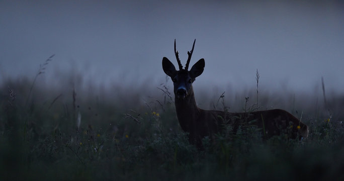 Fototapeta Roe deer at night. Roebuck at night. Animal in the mist.