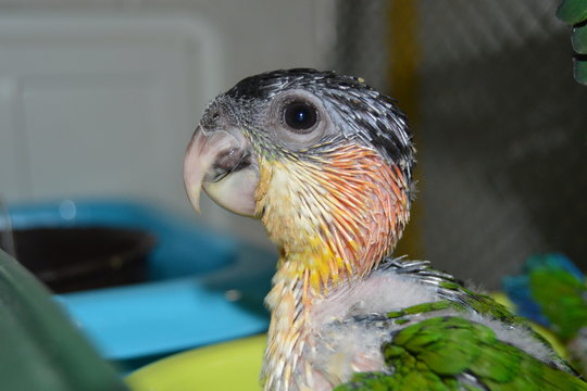 Piccolo di caicco testa nera (pappagallo)