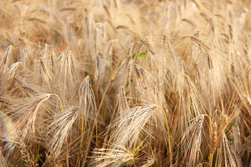 Fototapeta premium wheat field 