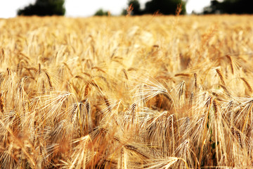 golden wheat field 