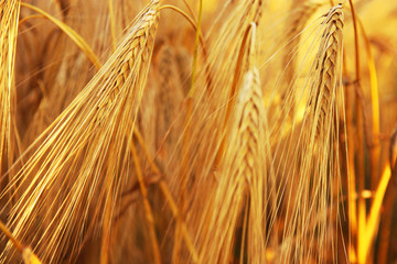 wheat field evening