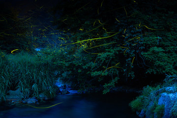 Obraz na płótnie Canvas Fireflies dancing in the clear river