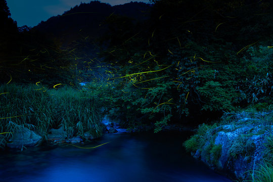 Fireflies dancing in the clear river