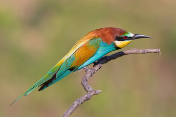 Bee eater