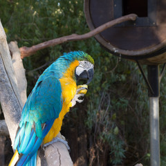 Blue-and-yellow Macaw with a slice of apple in its claws