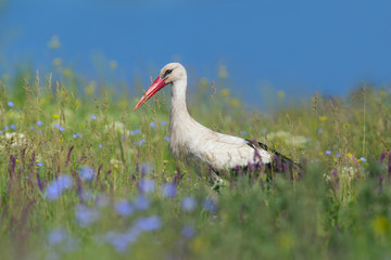 Stork
