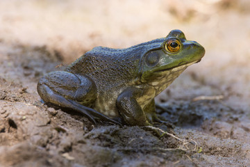 American Bullfrog