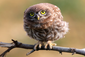 Little owl