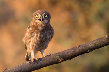 Owl