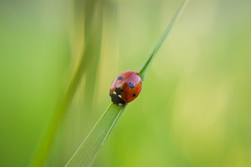 Fototapeta premium Red ladybug in a grass, closeup photography