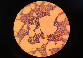 Microbial Microscopy Observation
