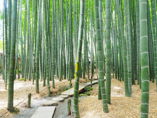 鎌倉　報国寺　竹の庭