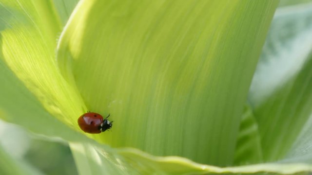 Red Coccinellidae beetle close-up 4K 2160p 30fps UltraHD footage - Shallow DOF corn leaves and ladybug 3840X2160 UHD video 