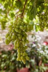 Fototapeta premium Ripening bunch of grapes.